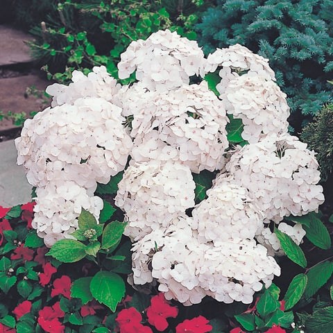 Kerti Hortenzia Hydrangea Macrophylla Soeur Therese