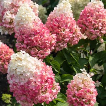   Bugás hortenzia - Hydrangea paniculata 'Pink Lady'