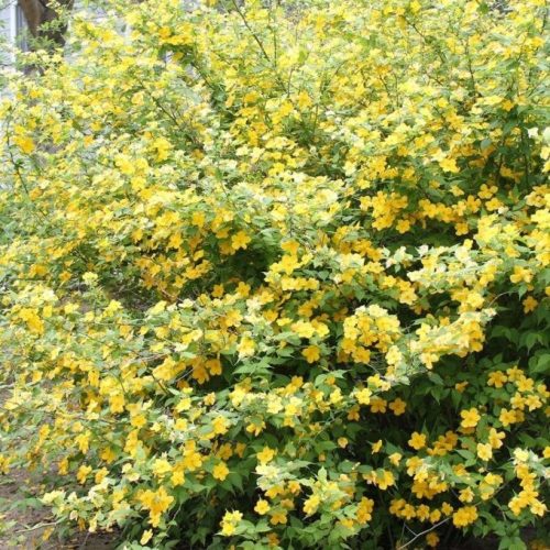 Szompla virágú boglárkacserje - Kerria japonica 'Golden Guinea'