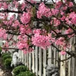 Kikeleti bangita - Viburnum x bodnantense 'Dawn'