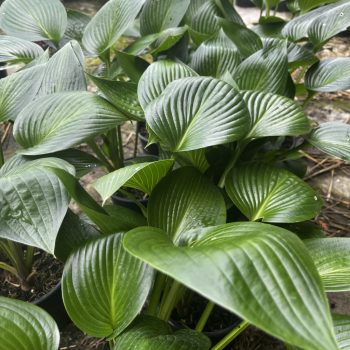 Árnyékliliom - Hosta 'Devon Green'