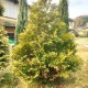 Arany leyland ciprus - Cupressocyparis leylandii 'Gold Rider' 