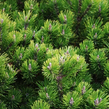Havasi törpefenyő - Pinus mugo 'Pumilio'
