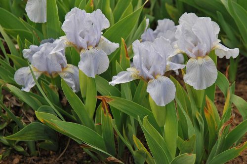 Kerti nőszirom - Iris germanica 'Lugano'