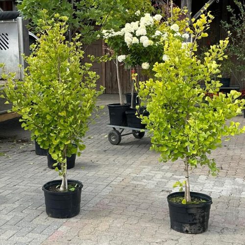 Ginkgo biloba 'Conica Clair de Lune' - Oszlopos páfrányfenyő K5 80/100