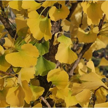   Ginkgo biloba 'Obelisk' - Oszlopos páfrányfenyő K10 80/100