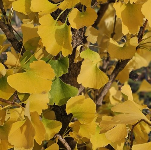 Ginkgo biloba 'Obelisk' - Oszlopos páfrányfenyő K5 80/100