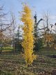 Ginkgo biloba 'Obelisk' - Oszlopos páfrányfenyő K5 80/100