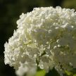 Hydrangea arborescens 'Annabelle' - Cserjés hortenzia K3 20/30