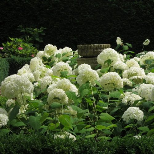 Hydrangea arborescens 'Annabelle' - Cserjés hortenzia K2 30/40