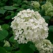 Hydrangea arborescens 'Annabelle' - Cserjés hortenzia K2 30/40