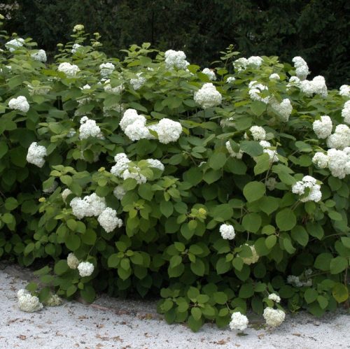 Hydrangea arborescens 'Grandiflora' - Cserjés hortenzia K3 30/40