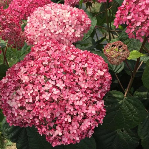 Hydrangea arborescens 'Pink Annabelle' - Cserjés hortenzia K10 30/40