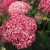 Hydrangea arborescens 'Pink Annabelle' - Cserjés hortenzia K3 40/60