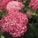 Hydrangea arborescens 'Pink Annabelle' - Cserjés hortenzia K3 40/60