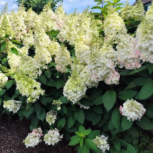 Hydrangea paniculata 'Vanille Fraise' - Bugás hortenzia K2 30/40