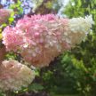 Hydrangea paniculata 'Vanille Fraise' - Bugás hortenzia K2 30/40