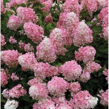   Hydrangea paniculata 'Confetti' - Bugás hortenzia K3 30/40