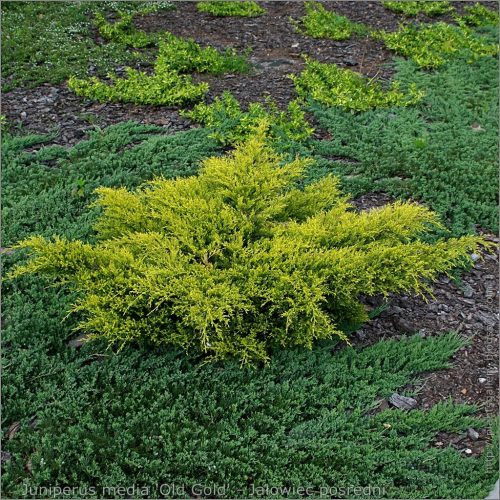 Juniperus × media 'Old Gold' - Óarany terülő boróka K3 40/60