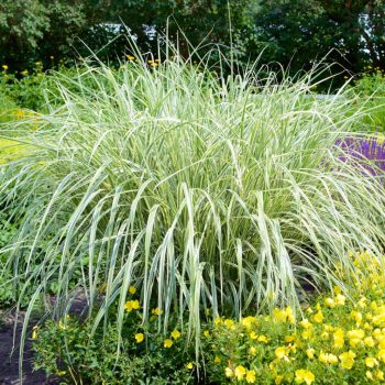 Miscanthus sinensis ‘Cosmopolitan’ - Molnárpántlika K2