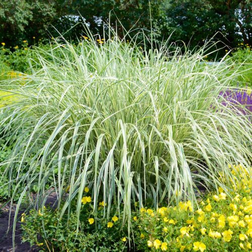 Miscanthus sinensis ‘Cosmopolitan’ - Molnárpántlika K2
