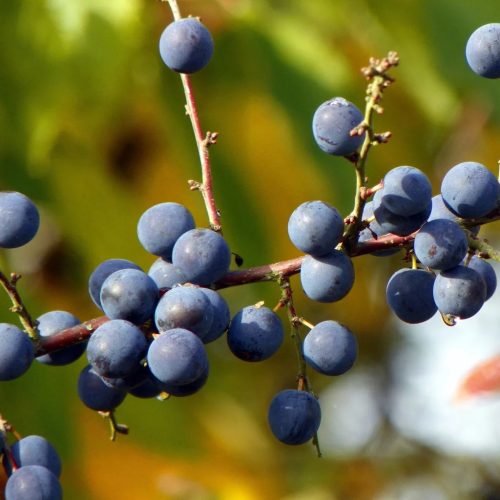 Prunus spinosa - Kökény K2 40/60