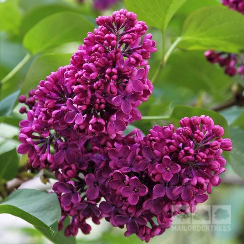Syringa vulgaris 'Charles Joly' - Bíborlila orgona K3 60/80