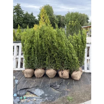   Taxus media 'Hillii' - Oszlopos tiszafa FL. 150/175