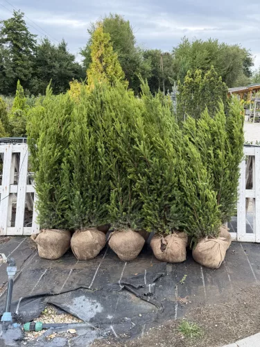 Taxus media 'Hillii' - Oszlopos tiszafa FL. 150/175