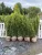 Taxus media 'Hillii' - Oszlopos tiszafa FL. 150/175