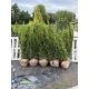 Taxus media 'Hillii' - Oszlopos tiszafa FL. 150/175