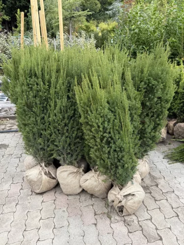 Taxus media ‘Hillii’ - Oszlopos tiszafa FL. 120/135
