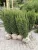 Taxus media ‘Hillii’ - Oszlopos tiszafa FL. 120/135