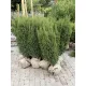 Taxus media ‘Hillii’ - Oszlopos tiszafa FL. 120/135