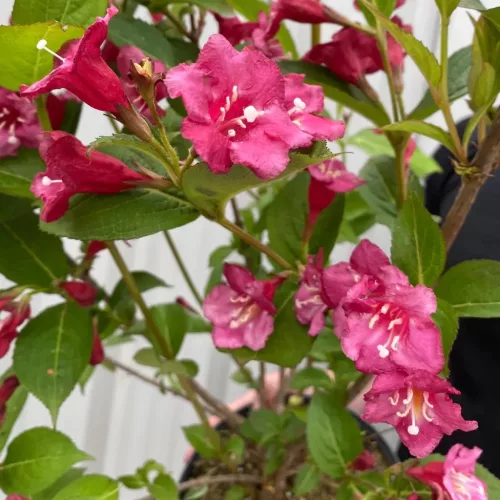 Weigela florida 'Bristol Ruby' - Rózsalonc K2 30/40