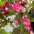 Weigela florida 'Bristol Ruby' - Rózsalonc K2 30/40