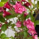 Weigela florida 'Bristol Ruby' - Rózsalonc K2 30/40