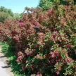 Weigela florida 'Bristol Ruby' - Rózsalonc K3 30/40