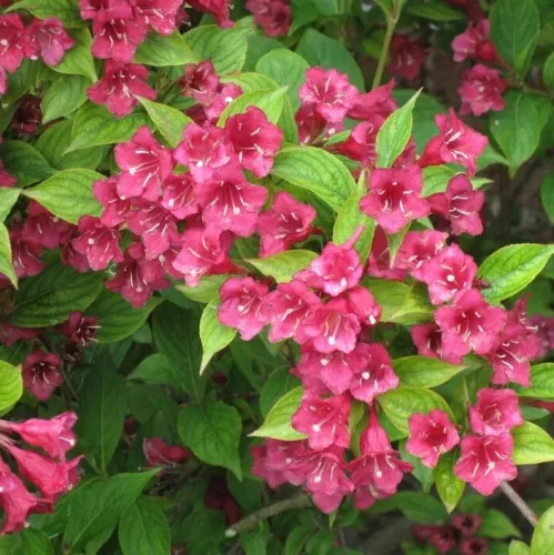 Weigela florida 'Eva Rathke' - Rózsalonc K3 60/80