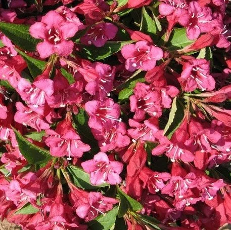 Weigela florida 'Red Prince' - Rózsalonc K3 30/40