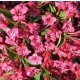 Weigela florida 'Red Prince' - Rózsalonc K3 30/40
