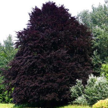   Fagus sylvatica 'Atropurpurea' - Vérbükk K10 100/125