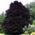 Fagus sylvatica 'Atropurpurea' - Vérbükk K10 100/125