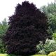 Fagus sylvatica 'Atropurpurea' - Vérbükk K10 100/125