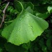 Ginkgo biloba - Páfrányfenyő K5 60/80
