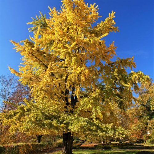 Ginkgo biloba 'Princeton Sentry' - Páfrányfenyő K12 200+