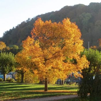 Liquidambar styraciflua - Amerikai ámbrafa k5 150/200