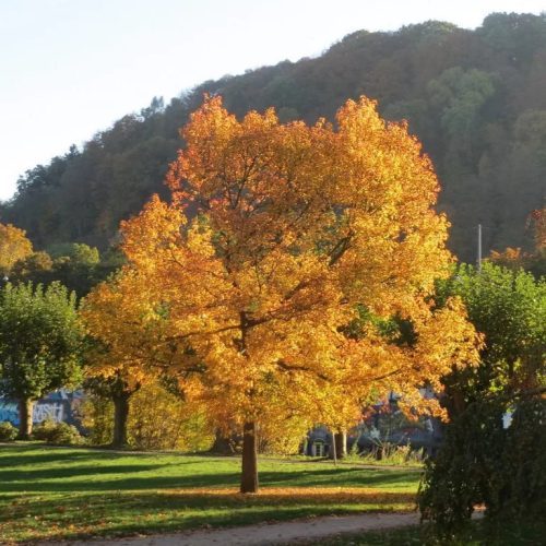 Liquidambar styraciflua - Amerikai ámbrafa k5 150/200