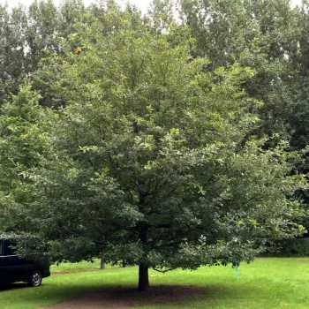 Quercus petraea - Kocsánytalan tölgy K3 40/60