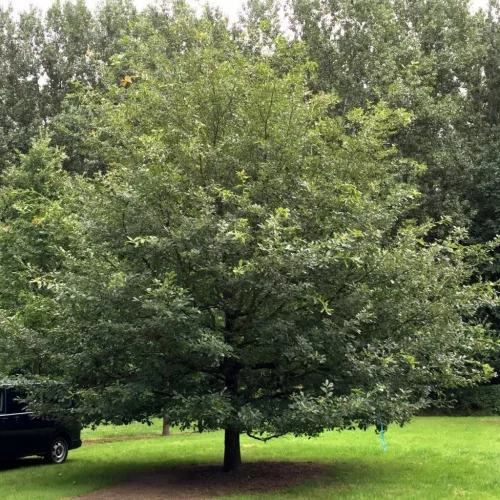 Quercus petraea - Kocsánytalan tölgy K3 40/60